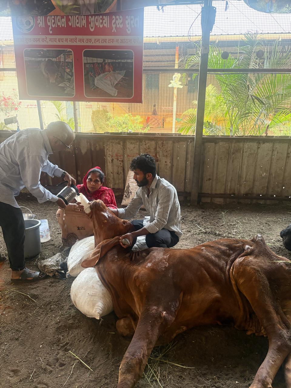 Daily Sewa at Gaushala